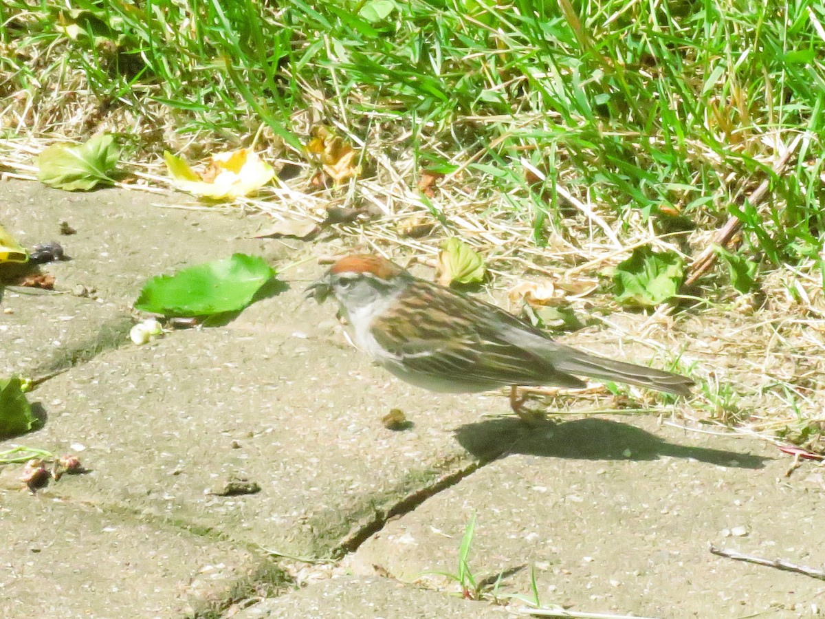Chipping Sparrow - ML620446378