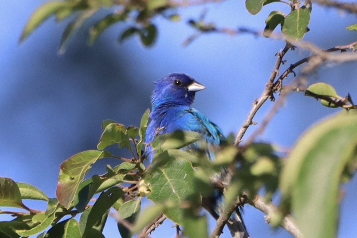 Indigo Bunting - ML620446380