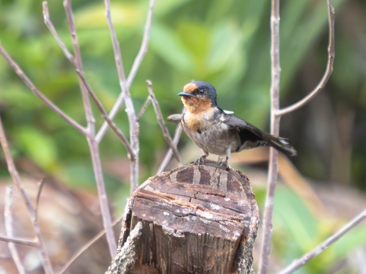 Pacific Swallow - Domenec Anguera Vidal