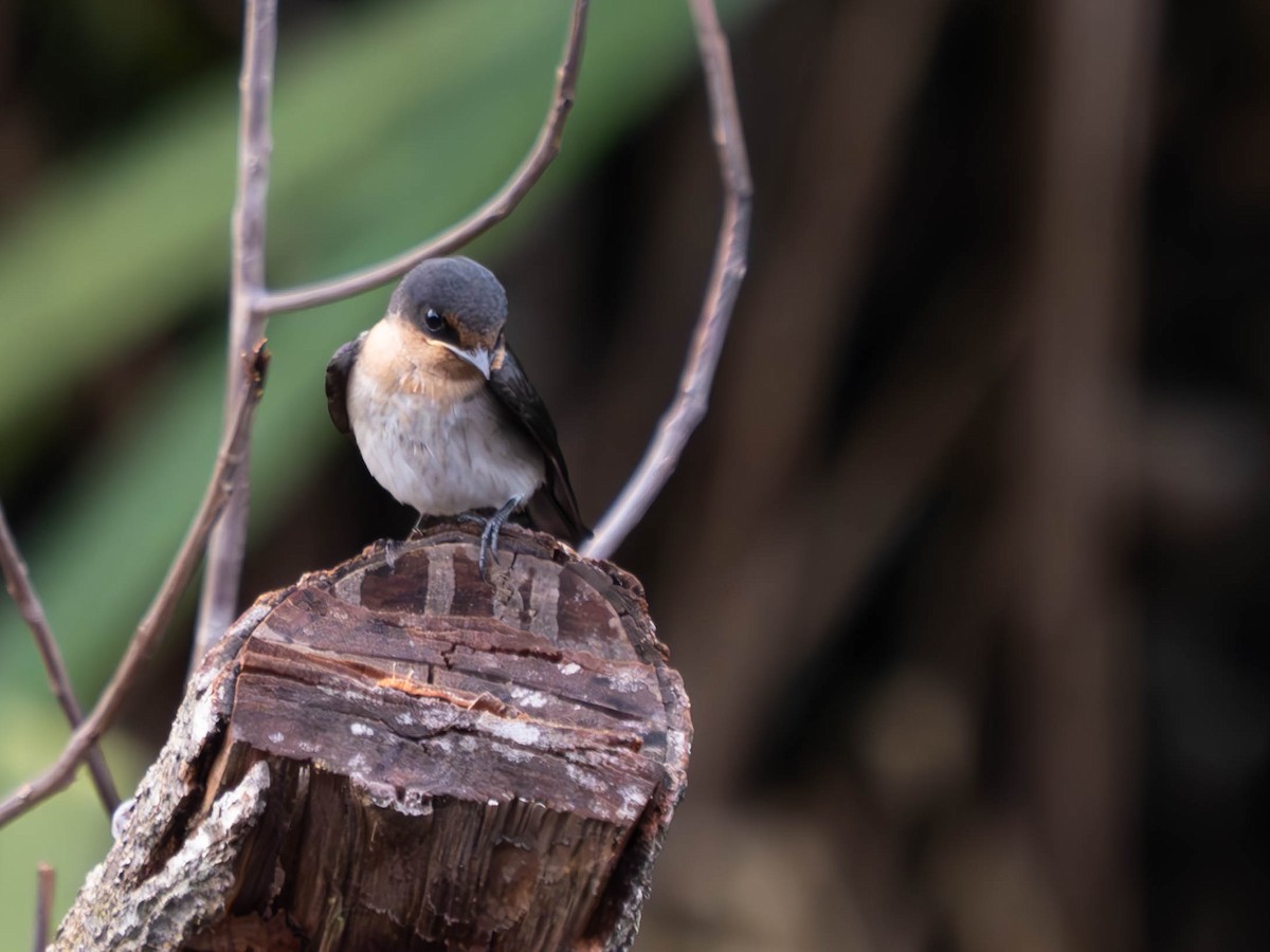 Pacific Swallow - ML620446383