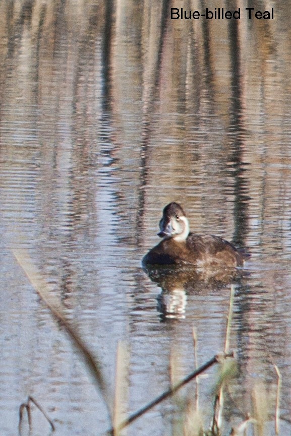 Southern Pochard - ML620446389