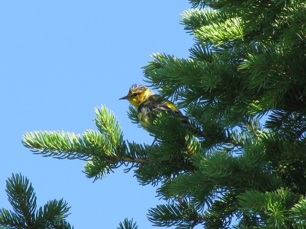 Cape May Warbler - ML620446390