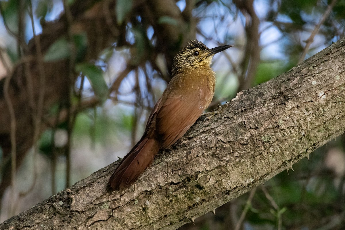 Planalto Woodcreeper - ML620446398