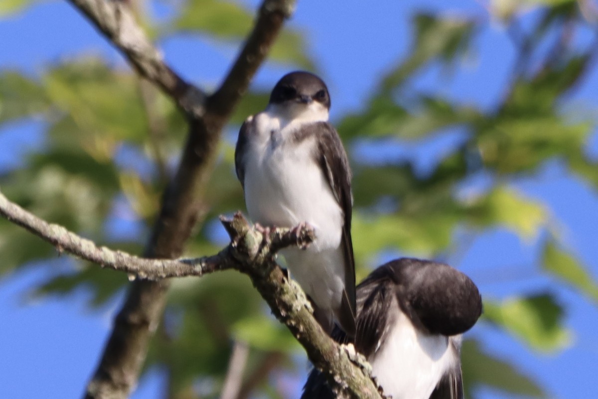 Tree Swallow - ML620446400