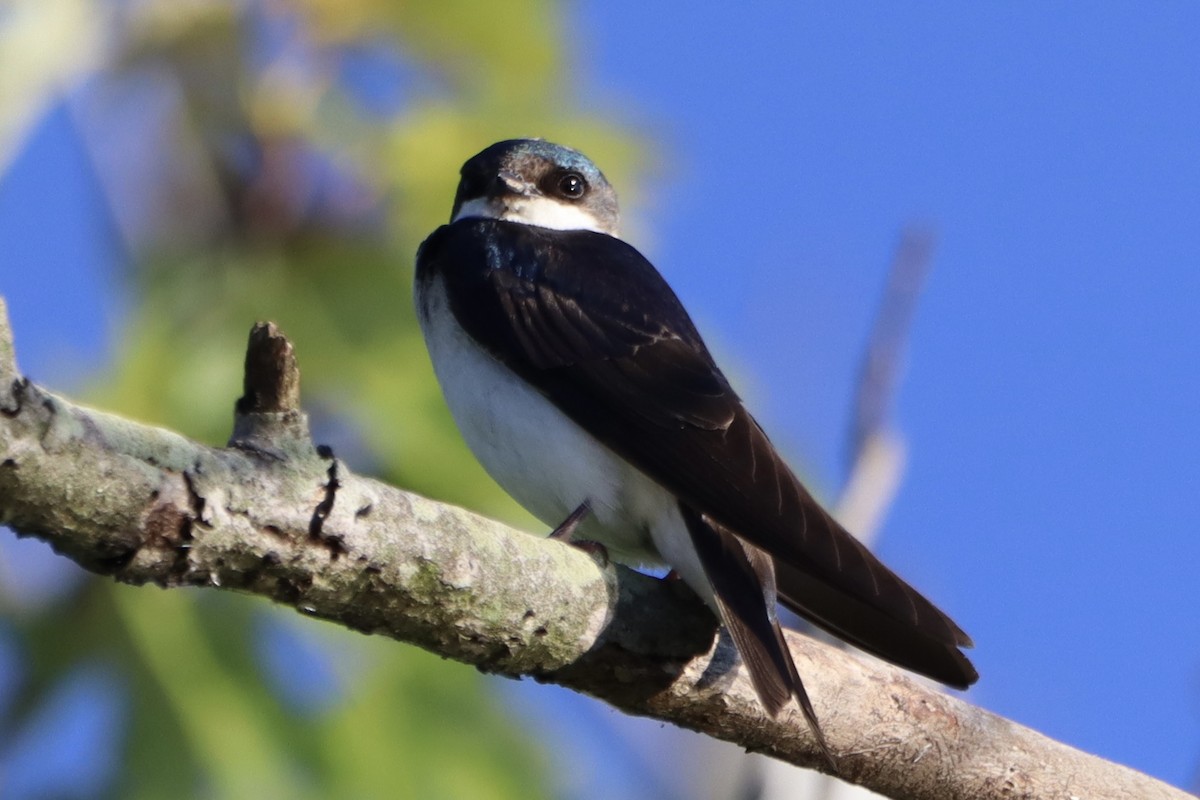 Tree Swallow - ML620446403