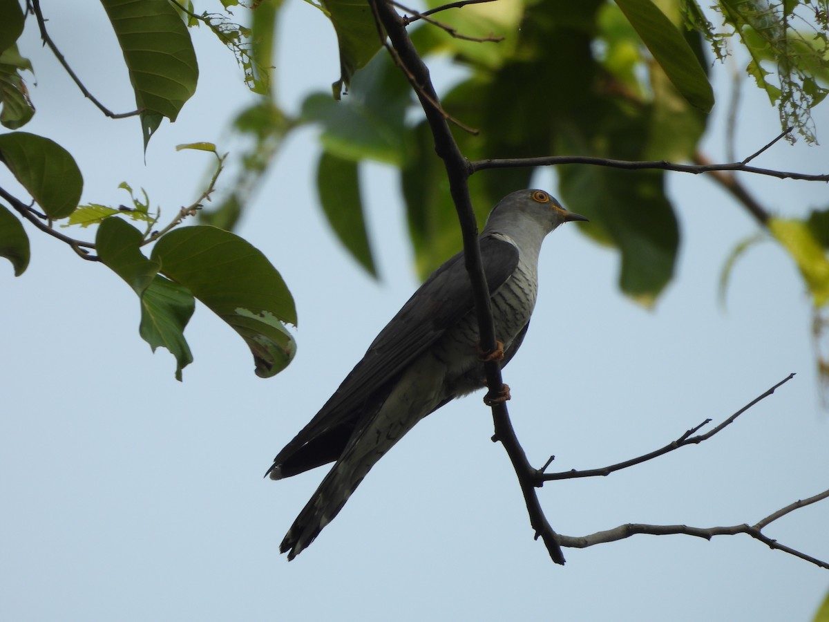 Indian Cuckoo - ML620446404