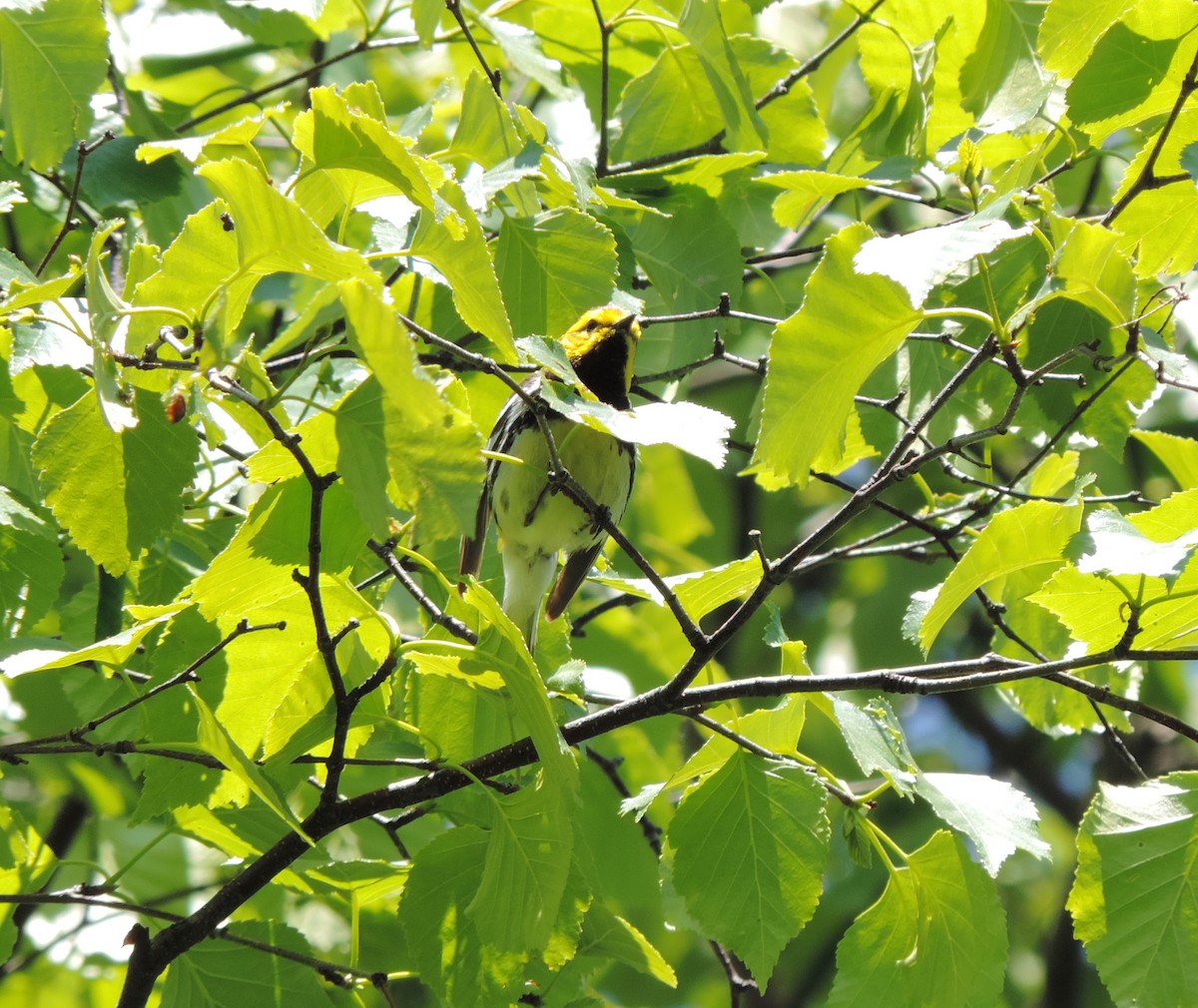 Black-throated Green Warbler - ML620446411