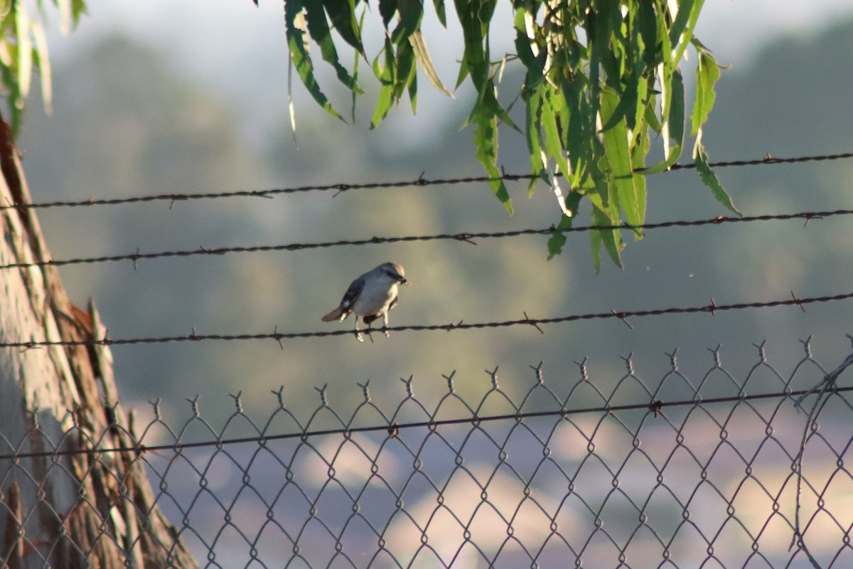 Northern Mockingbird - ML620446413