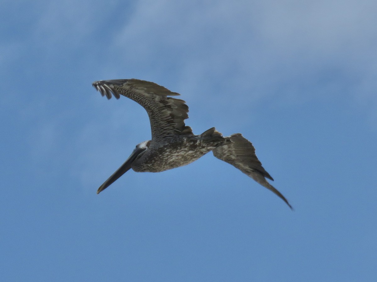 Brown Pelican - ML620446419