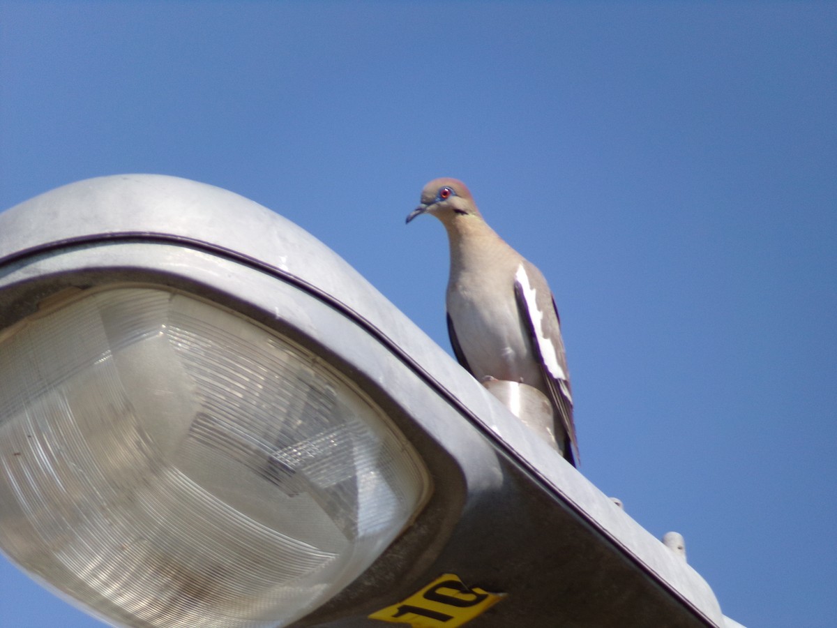 Mourning Dove - ML620446423