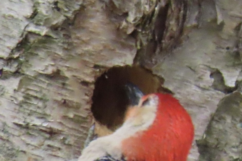 Red-bellied Woodpecker - Rick/linda olson