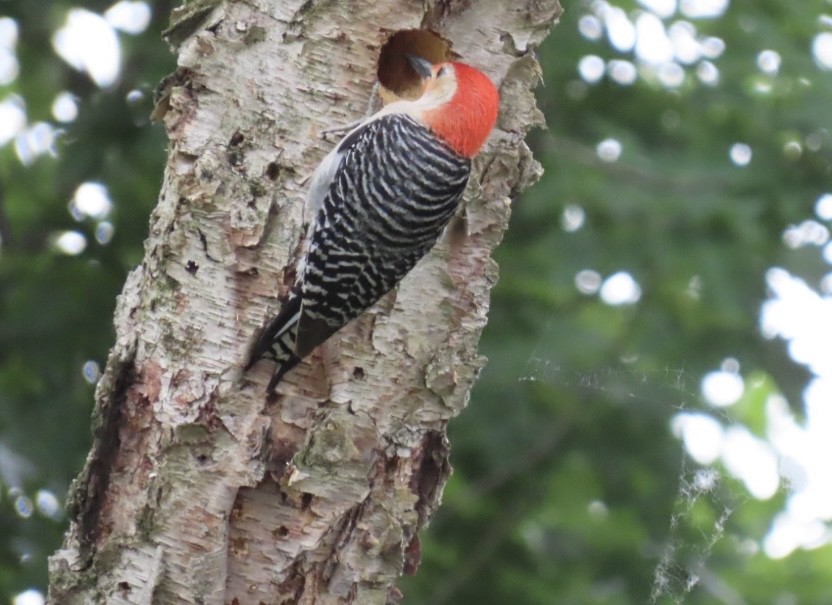 Red-bellied Woodpecker - ML620446425
