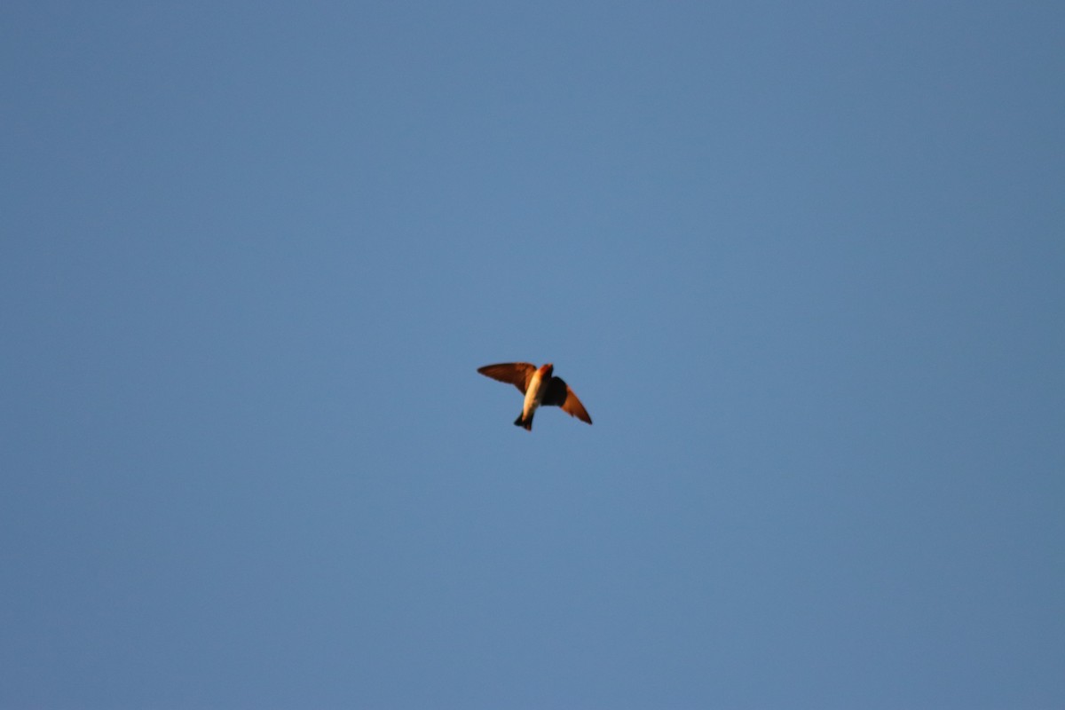 Cliff Swallow - ML620446433