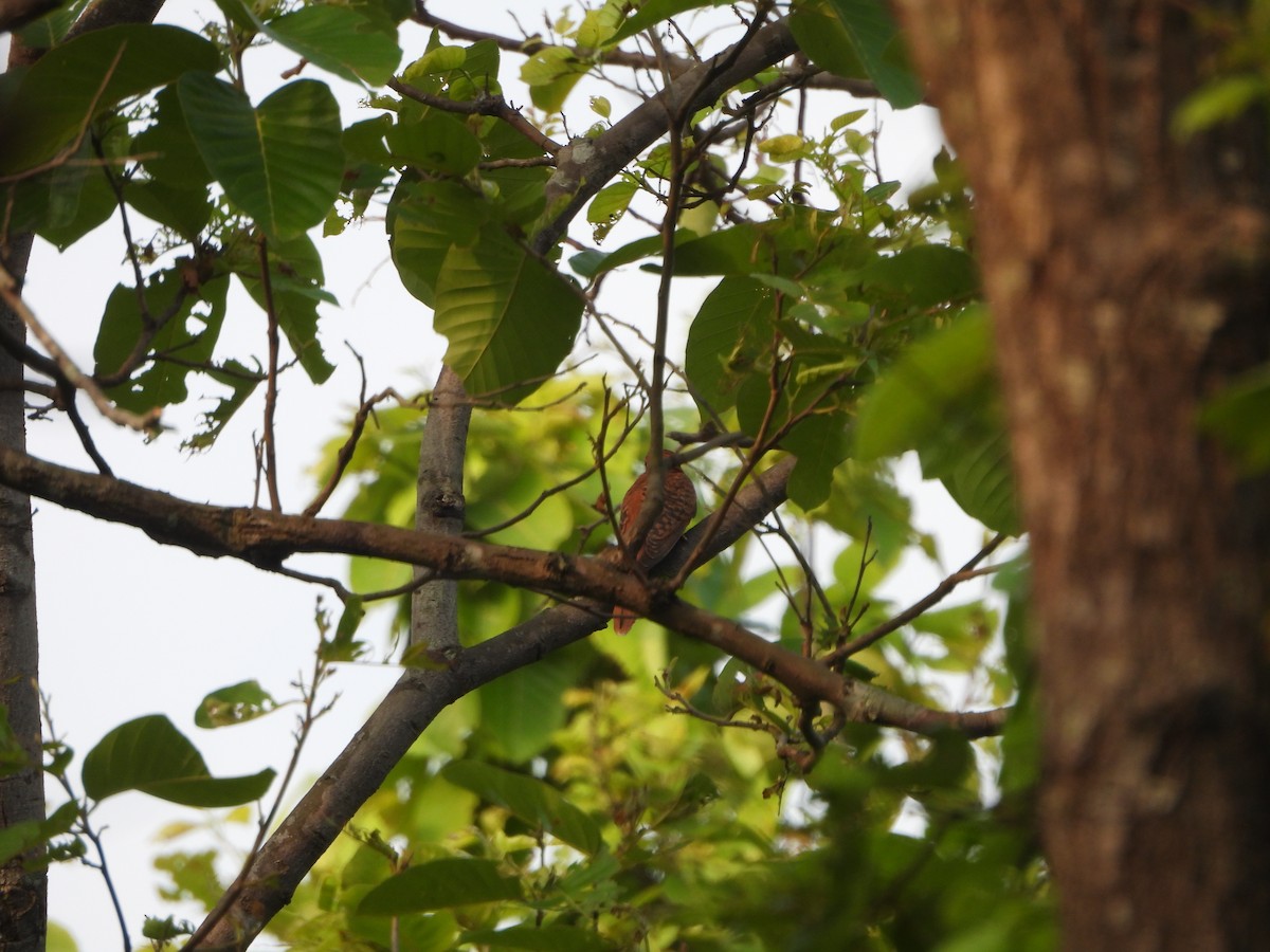 Gray-bellied Cuckoo - ML620446439