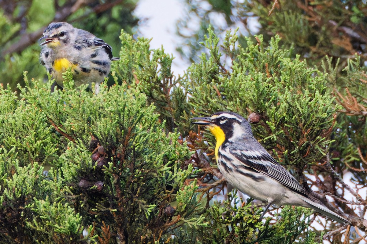 Yellow-throated Warbler - ML620446444