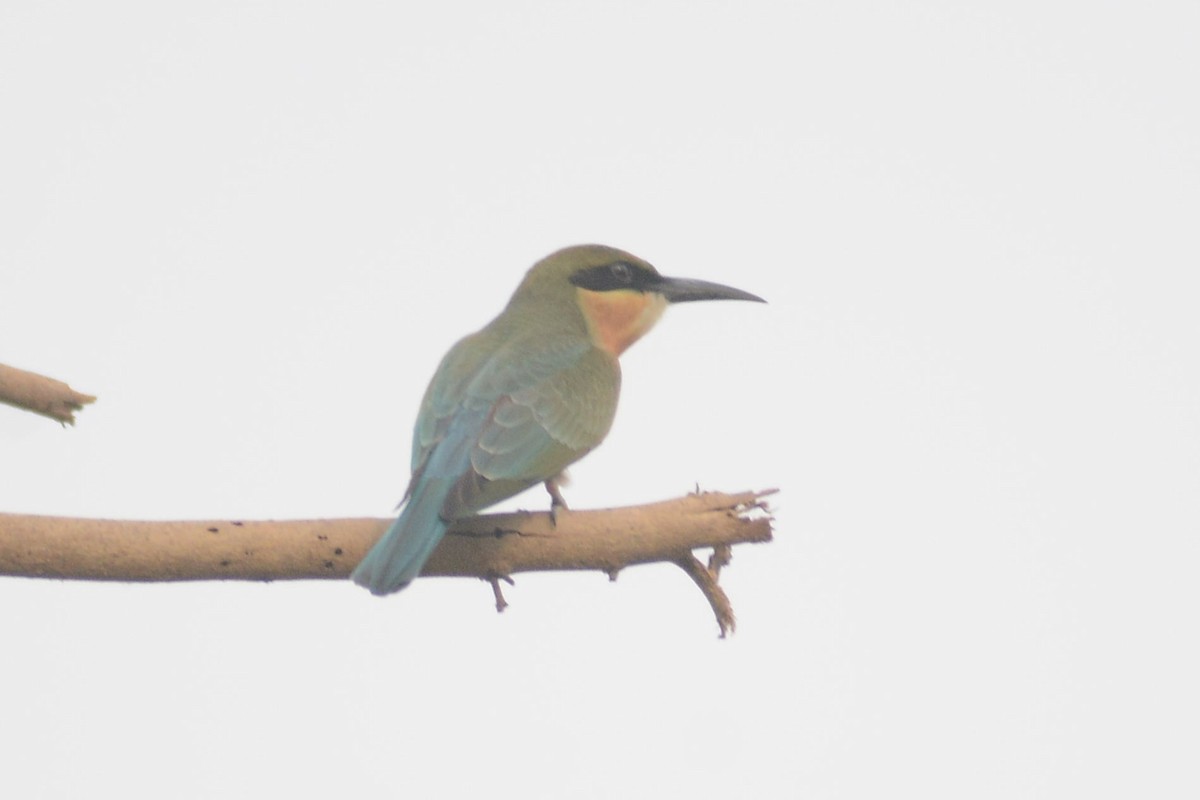 Blue-tailed Bee-eater - ML620446446