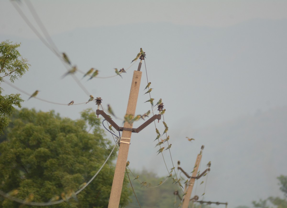 Blue-tailed Bee-eater - Prabin kumar Mangaraj