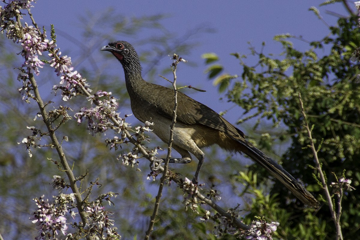 Chachalaca Pechigrís - ML620446450