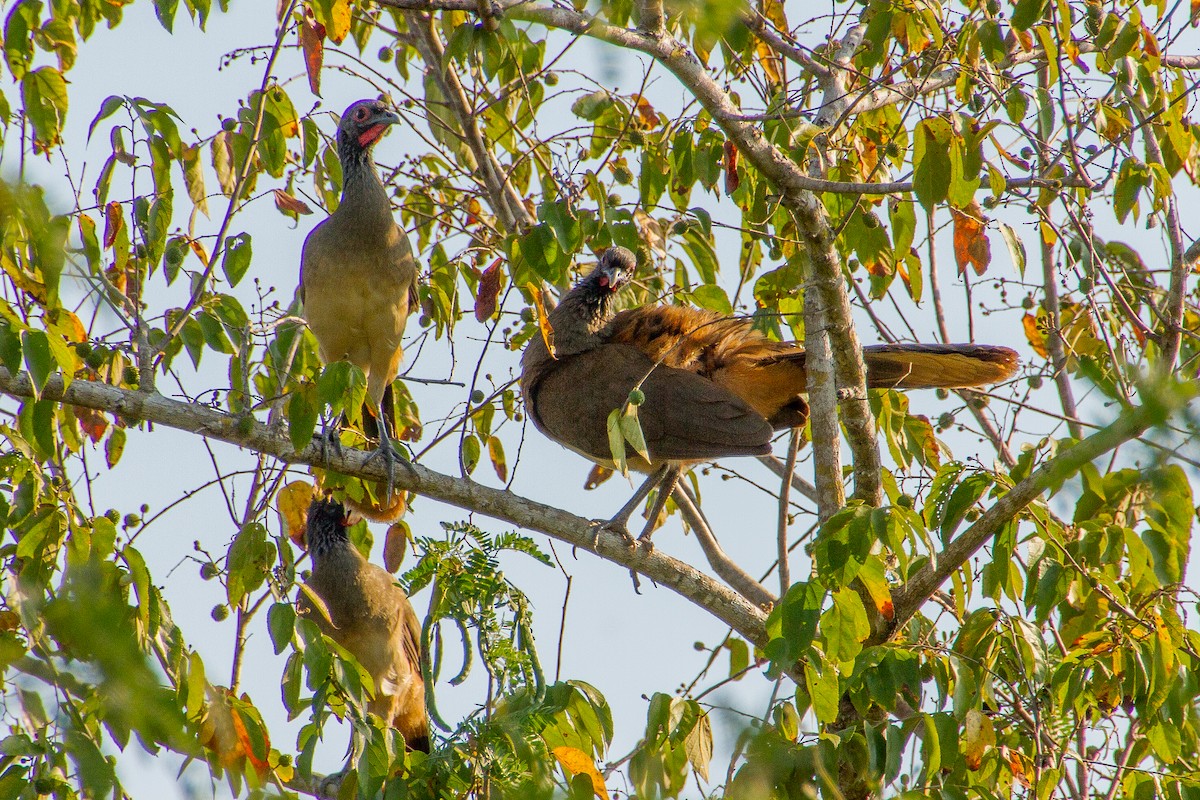 West Mexican Chachalaca - ML620446451