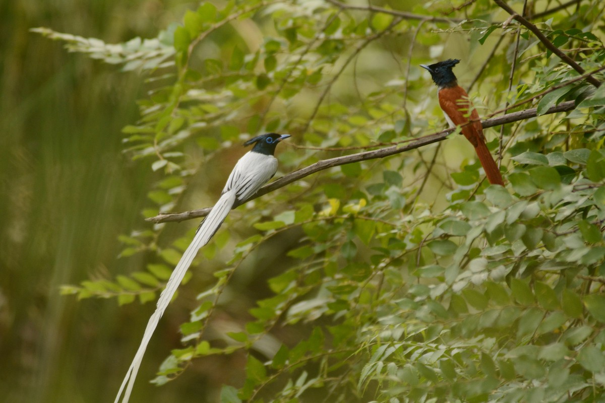 Indian Paradise-Flycatcher - ML620446458