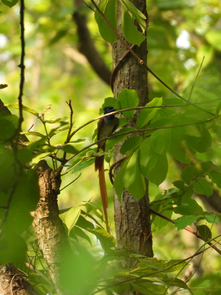 Indian Paradise-Flycatcher - ML620446460