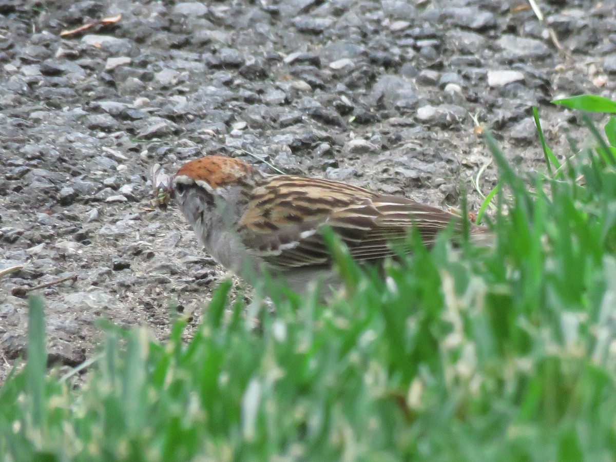 Chipping Sparrow - ML620446461