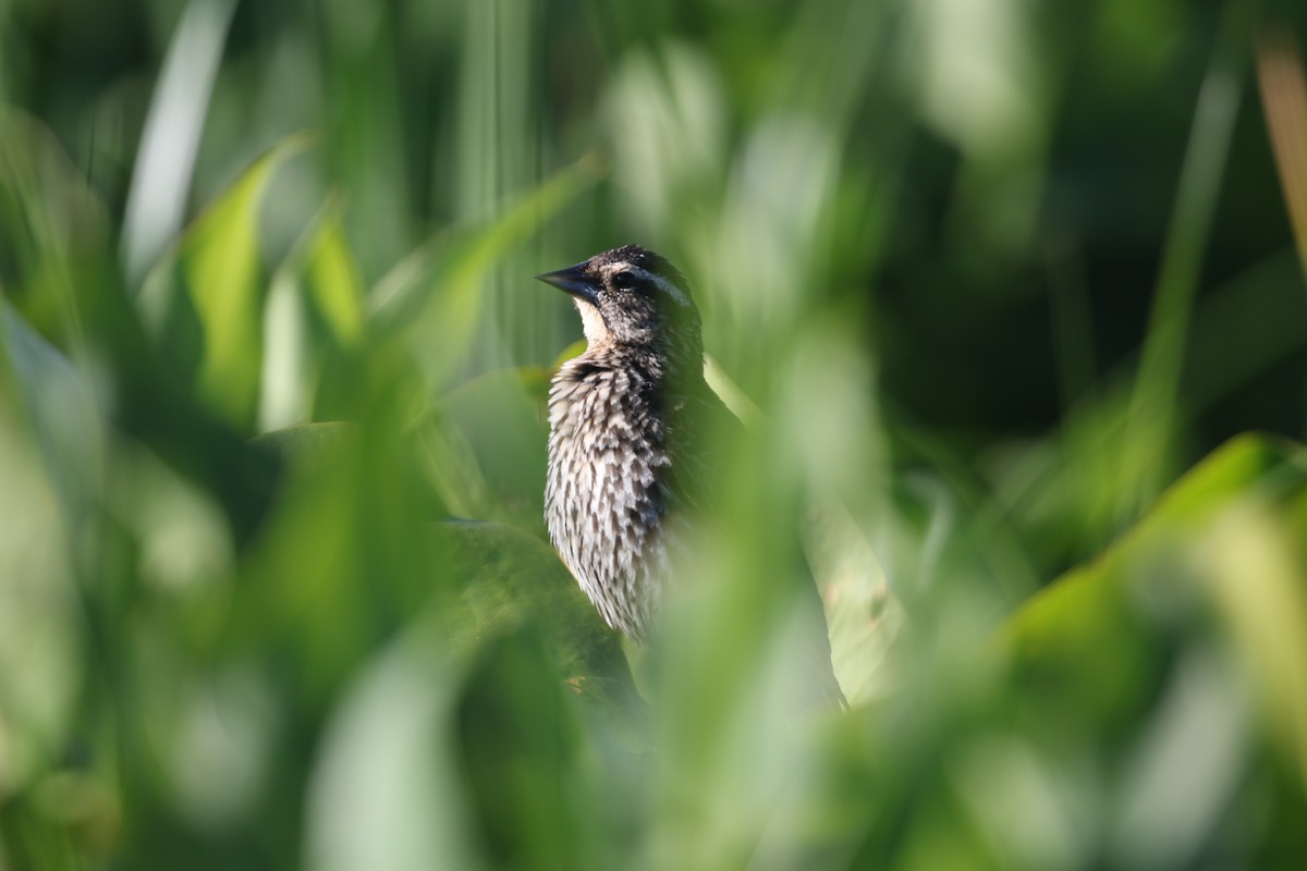 Red-winged Blackbird - Lonny Garris