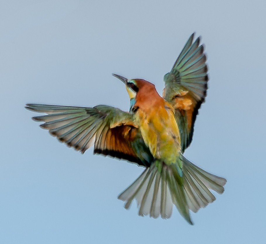 European Bee-eater - ML620446463