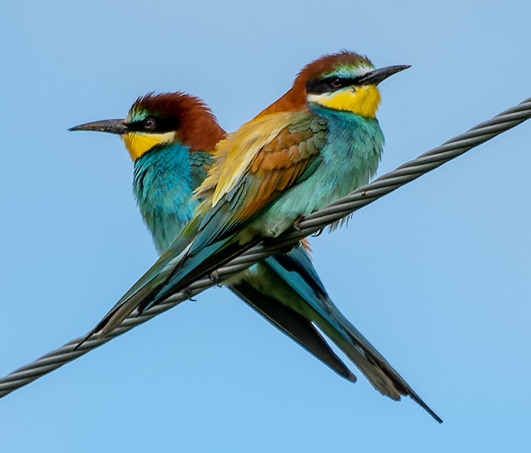 European Bee-eater - ML620446465