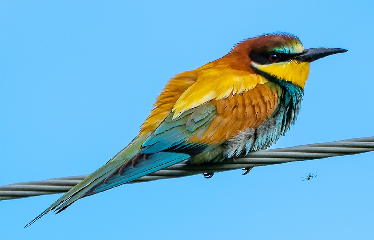European Bee-eater - ML620446466