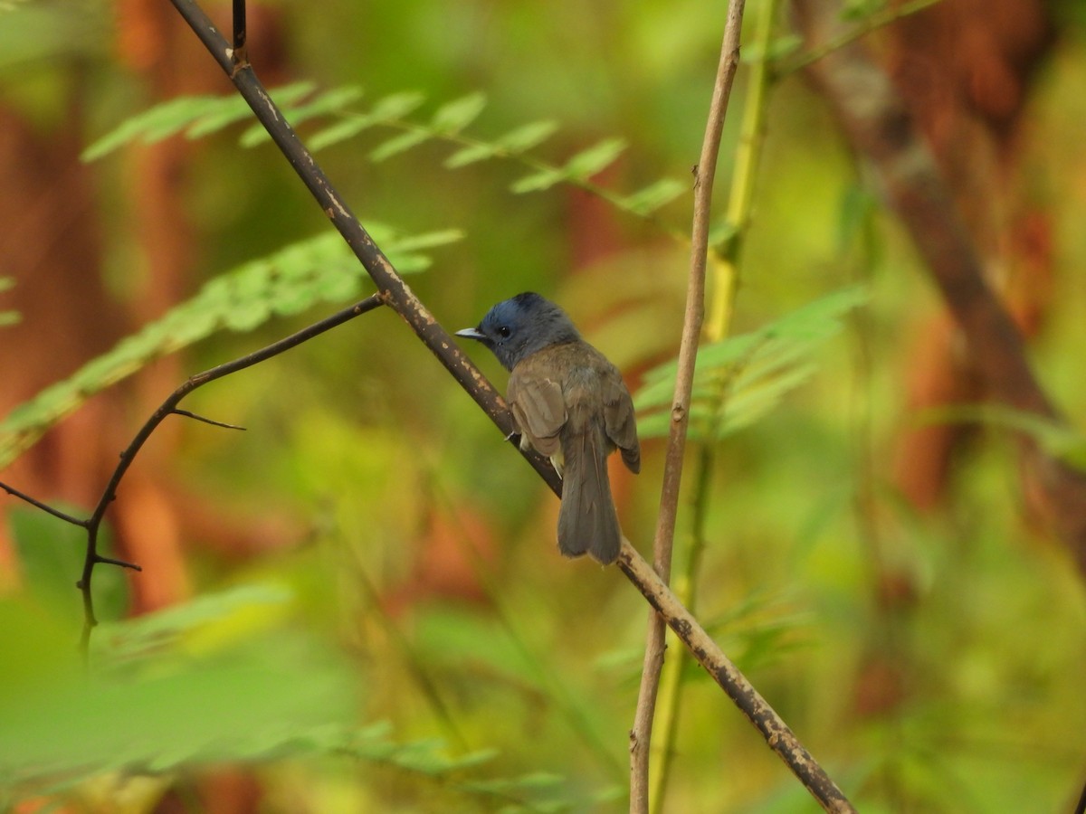 Black-naped Monarch - ML620446467