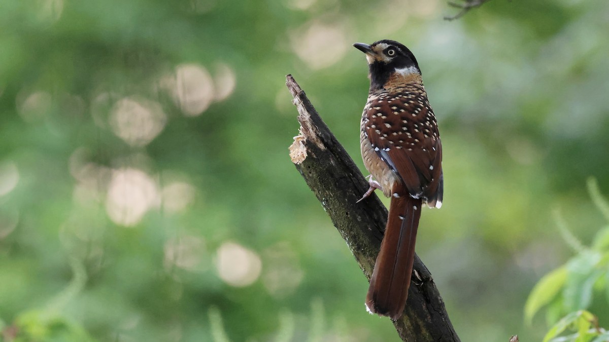 Spotted Laughingthrush - ML620446469