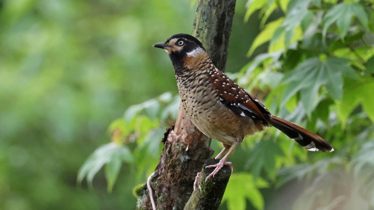 Spotted Laughingthrush - ML620446470