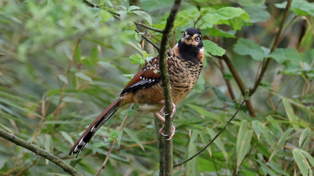Spotted Laughingthrush - ML620446471