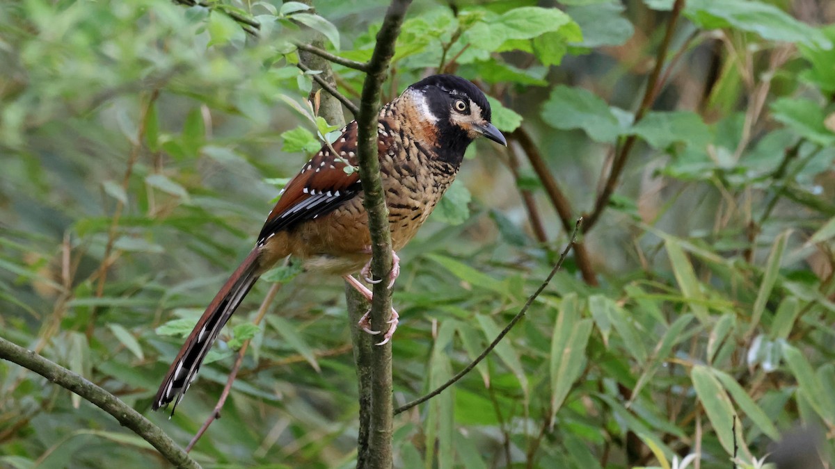 Spotted Laughingthrush - ML620446472