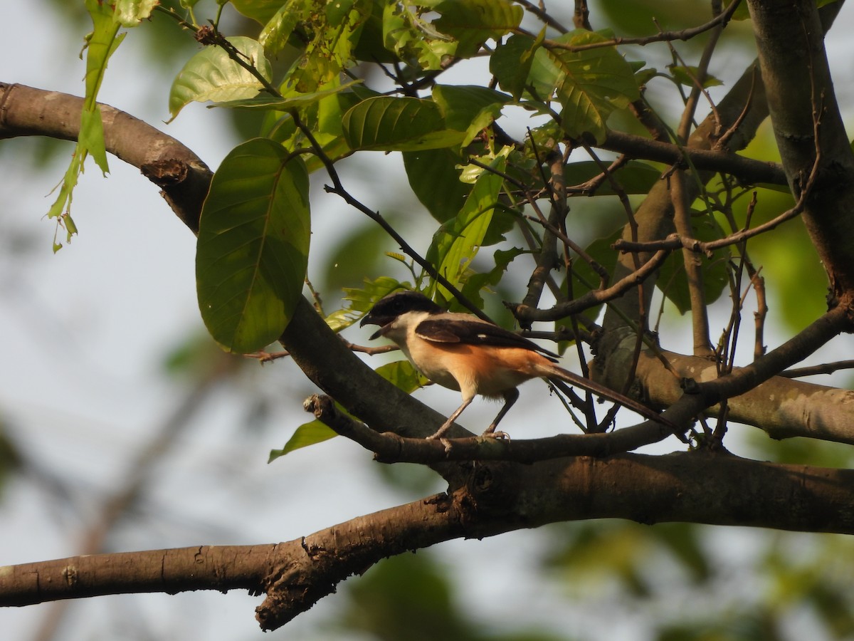 Long-tailed Shrike - ML620446476