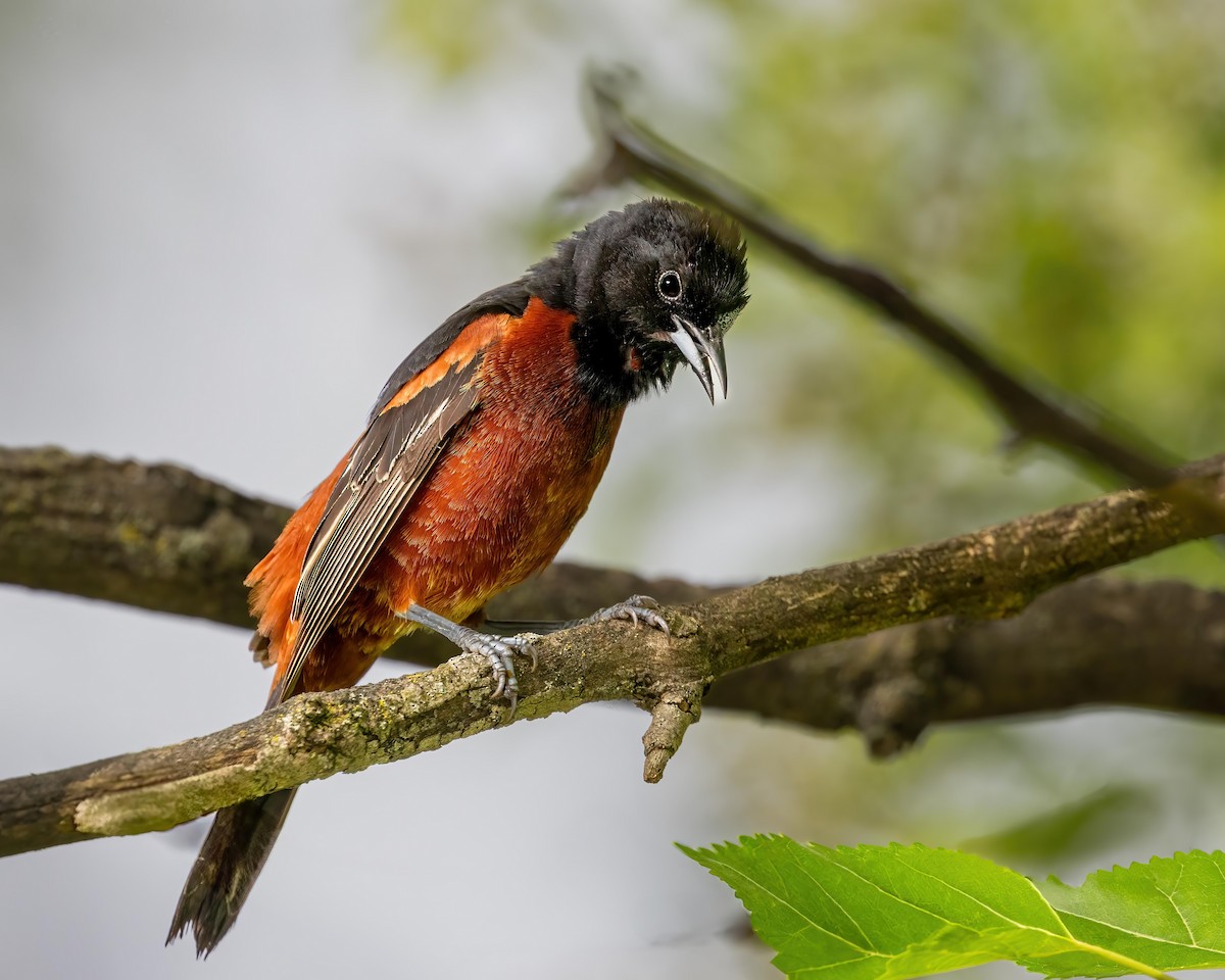 Orchard Oriole - ML620446477