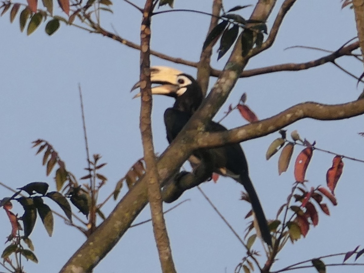 Oriental Pied-Hornbill - ML620446481