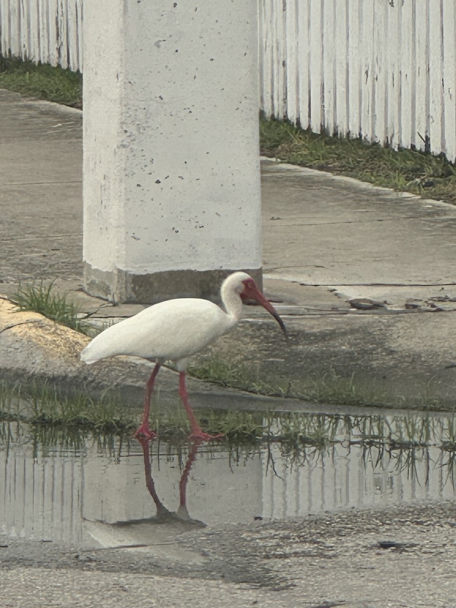 White Ibis - Justin Clements