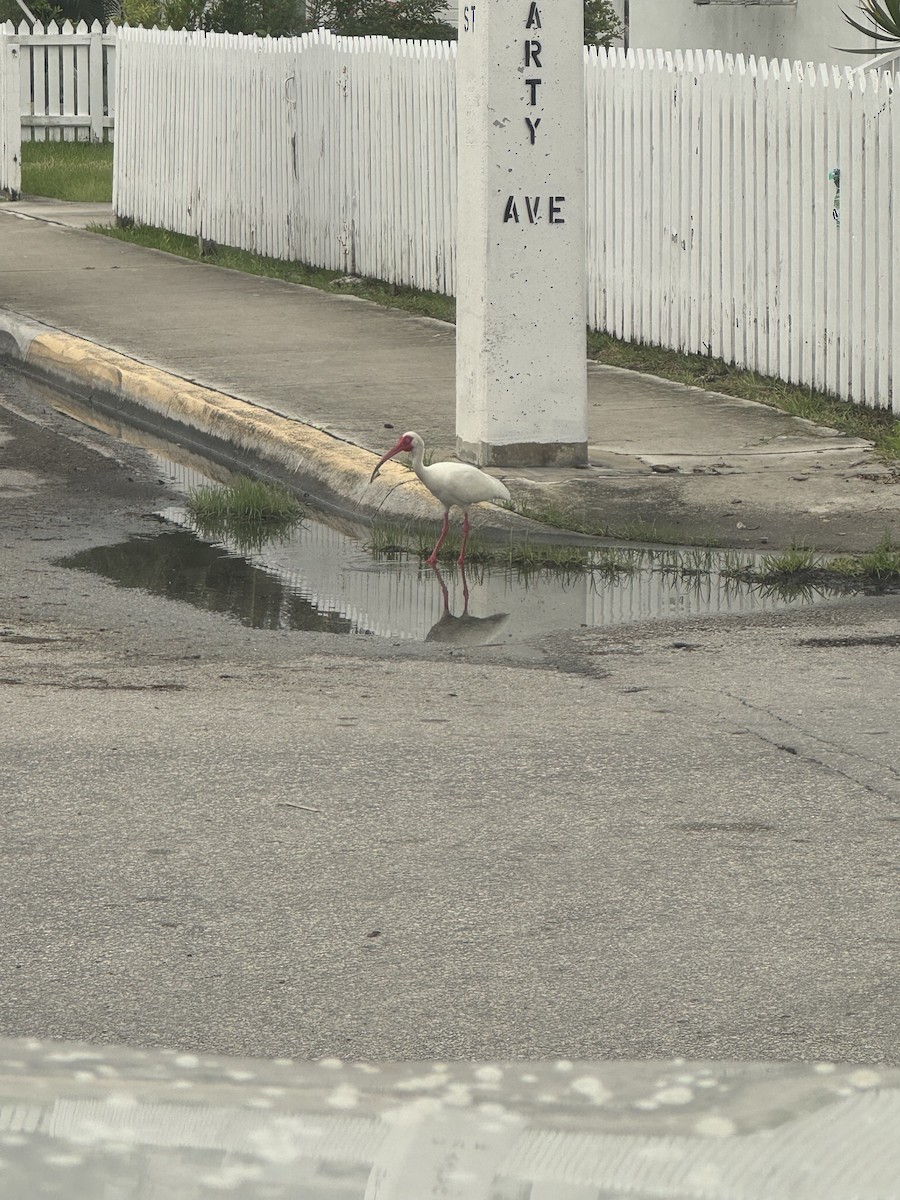 White Ibis - ML620446486