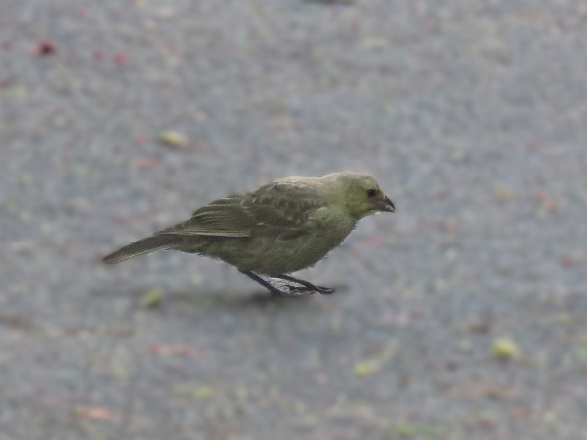 Brown-headed Cowbird - ML620446490