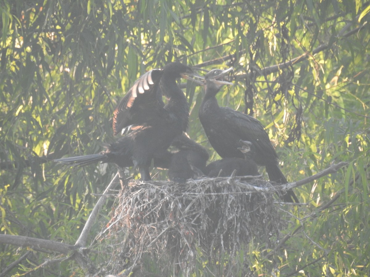 Cormorán Biguá - ML620446491