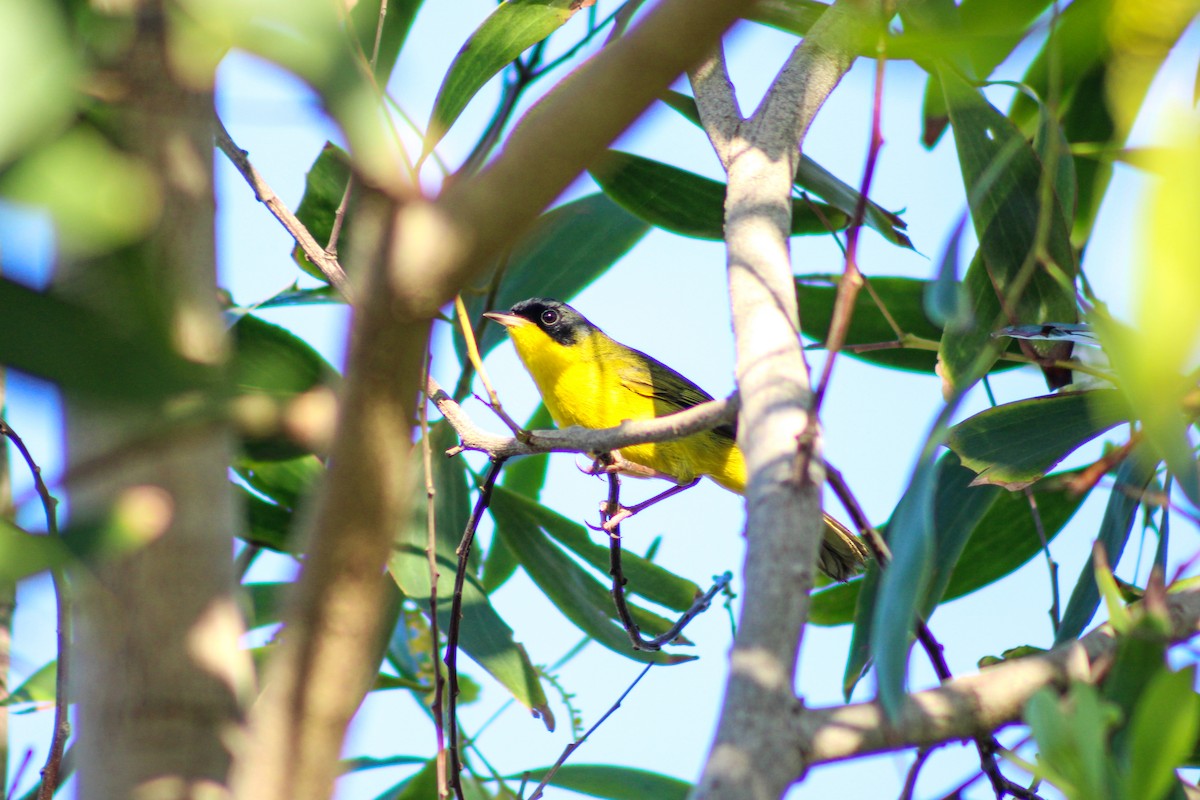 Southern Yellowthroat - ML620446492