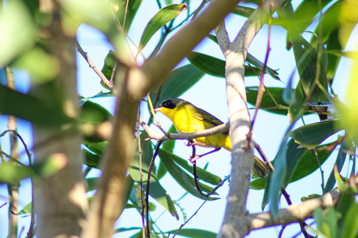 Southern Yellowthroat - ML620446495