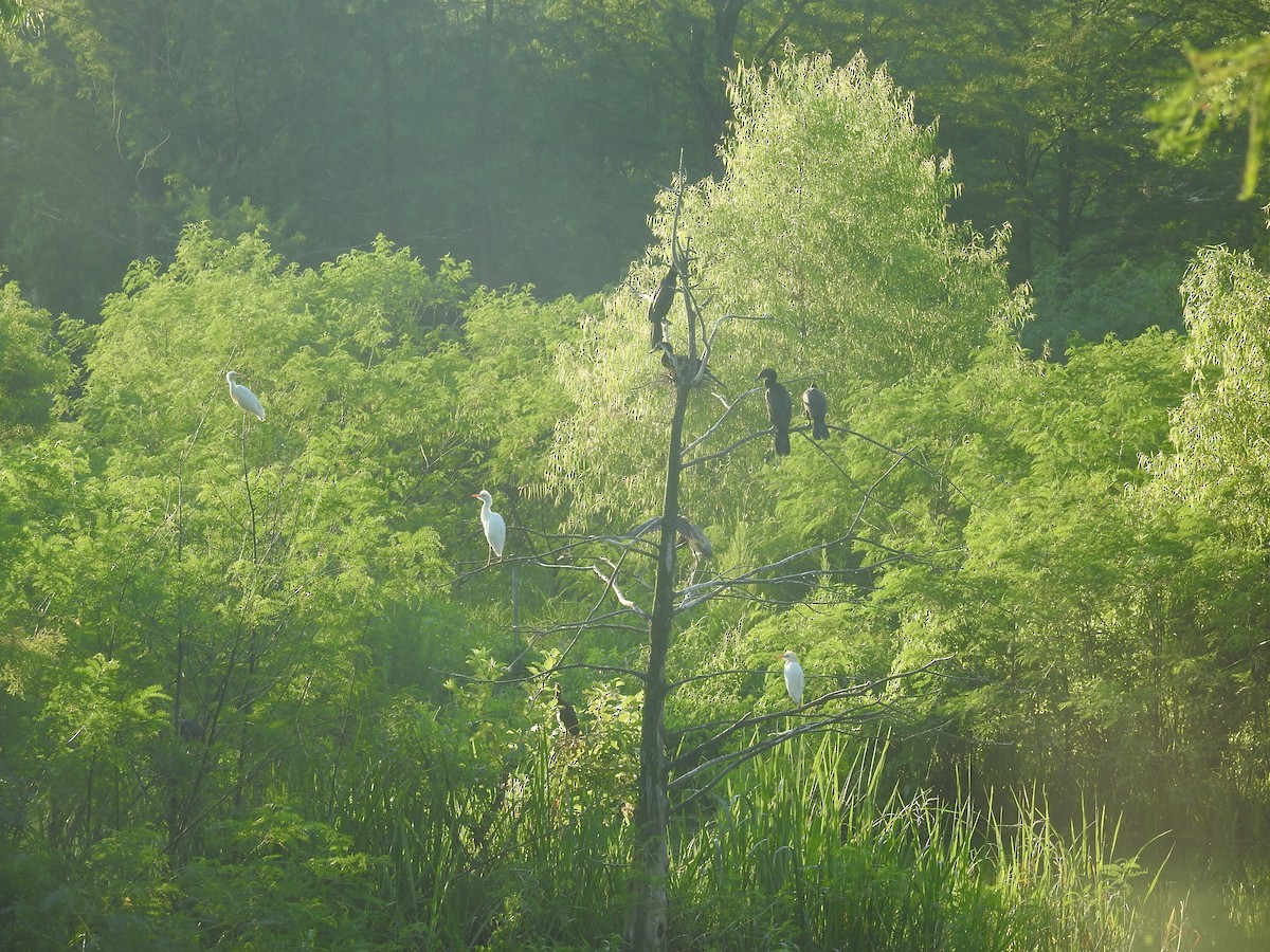 Tricolored Heron - ML620446497