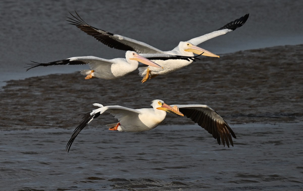 American White Pelican - ML620446509