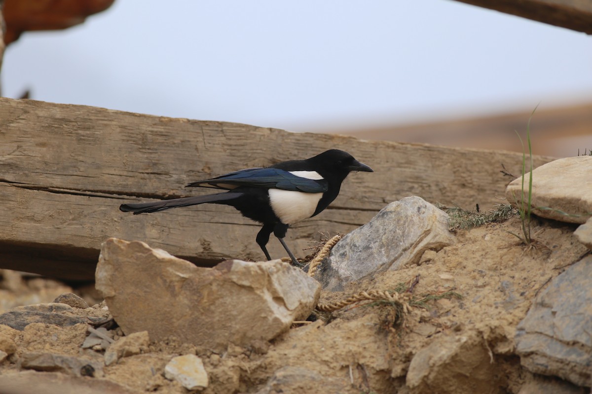 Black-rumped Magpie - ML62044651