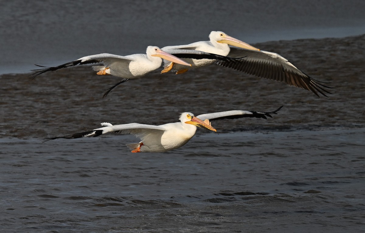 American White Pelican - ML620446511