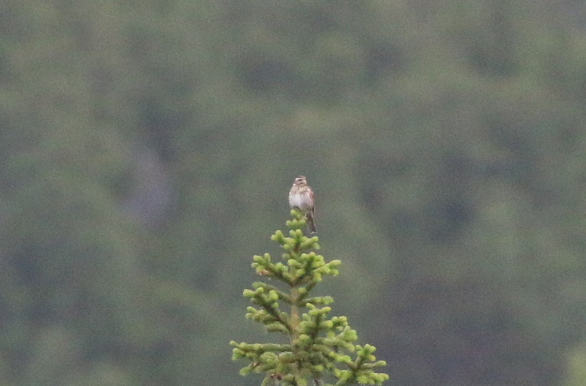 Redwing (Eurasian) - ML620446524