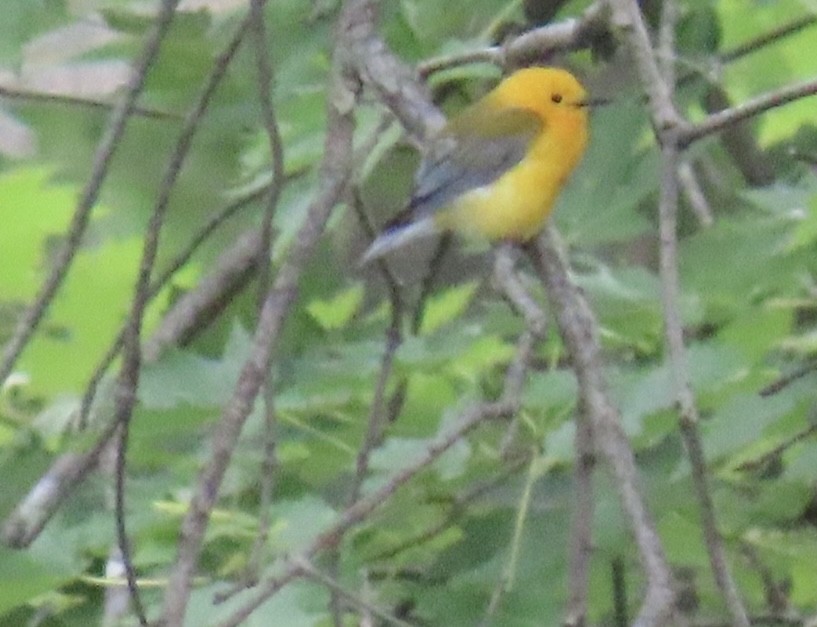 Prothonotary Warbler - ML620446530